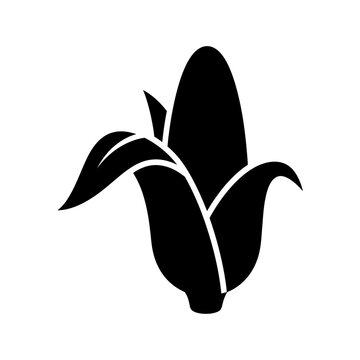 Fresh corn on the cob with green leaves a healthy food source.