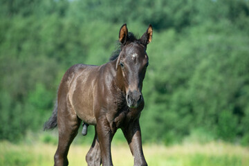 Obraz premium portrait of black beautiful foal of sportive breed walking in green meadow at freedom. sunny day