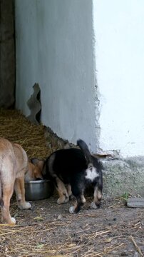 Three senior dogs eating from a pot on grass near old barn with another white dog lying nearby rustic rural farm life outdoor scene