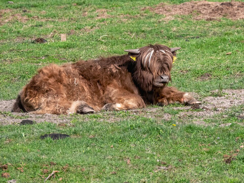 Highland cattle