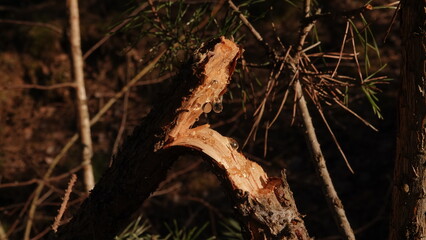 Złamany konar sosny z widocznymi kropelkami żywicy sosnowej. Sok sosny widoczny na złamanej gałęzi.  © tomo81