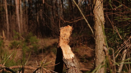 Złamany konar sosny z widocznymi kropelkami żywicy sosnowej. Sok sosny widoczny na złamanej gałęzi.  © tomo81