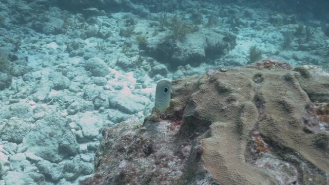 Foureye butterflyfish Chaetodon capistratus swimming over coral reef