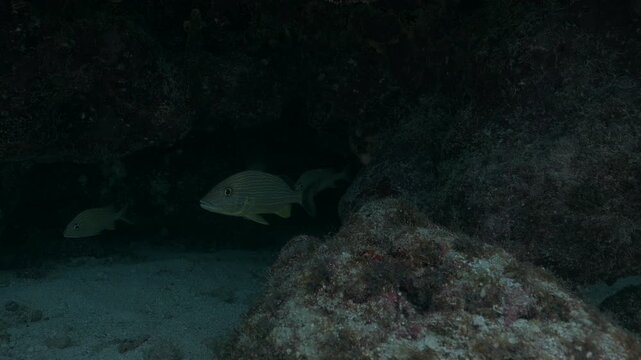 French grunt Haemulon flavolineatum fish swimming in dark underwater cave