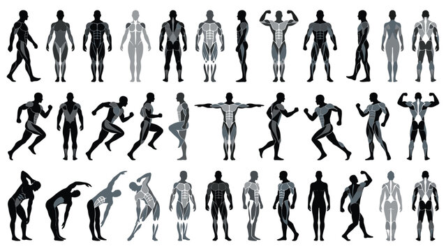 Human anatomy muscle figures and poses silhouette collection.