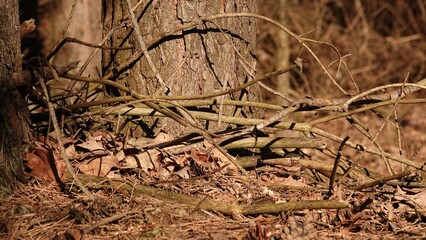 Patyki leżące przy pniu dużego drzewa © tomo81