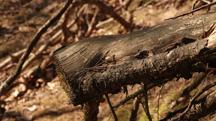 Ucięty, stary konar drzewa na tle ściółki w lesie © tomo81