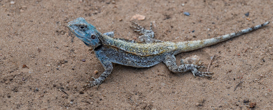 Afrikanische Tiere, Acanthocercus atricollis, die Schwarzhalsagame oder S&uuml;dliche Baumagame Echse im Kr&uuml;ger National Park - Kruger Nationalpark S&uuml;dafrika