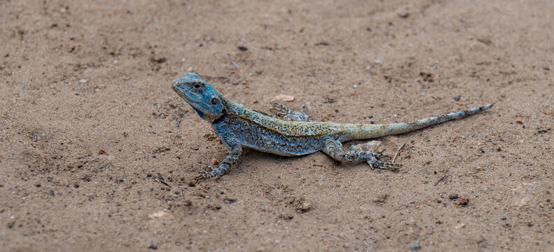 Afrikanische Tiere, Acanthocercus atricollis, die Schwarzhalsagame oder S&uuml;dliche Baumagame Echse im Kr&uuml;ger National Park - Kruger Nationalpark S&uuml;dafrika