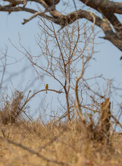 Fototapeta premium Afrikanische Tiere kleiner Bienenfresser, Zwergspint - Little Bee-eater im Busch vom Krüger National Park - Kruger Nationalpark Südafrika