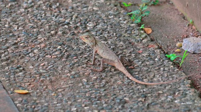 portrait of a garden lizard (Calotes versicolor)