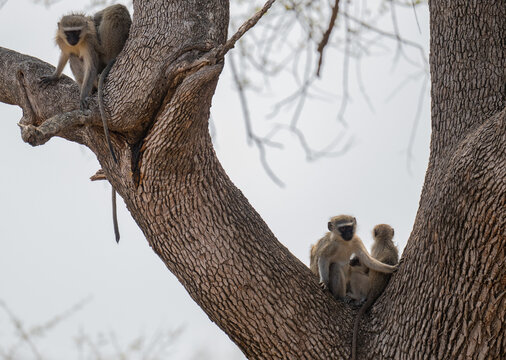 Afrikanische Tiere S&uuml;dliche Gr&uuml;nmeerkatze - Affe im Busch vom Kr&uuml;ger National Park S&uuml;dafrika