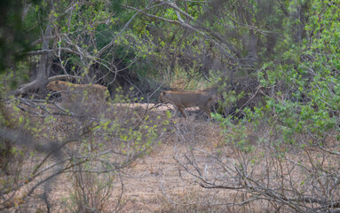 Afrikanische Tiere Löwin oder Löwe im Busch vom Krüger National Park - Kruger Nationalpark Südafrika © Mathis