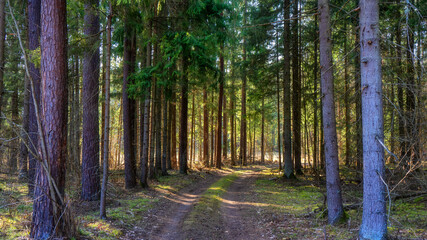 Zbiornik wodny Wyżary, Puszcza Knyszyńska, Podlasie, Polska © podlaski49