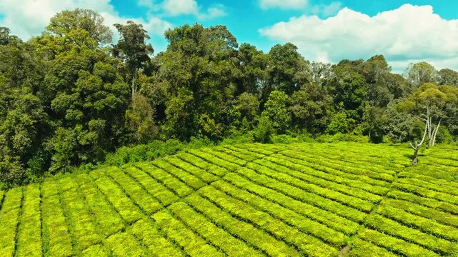 Green tea plantation rows with surrounding trees under bright sky.