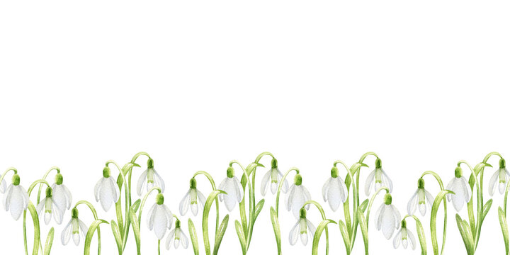 watercolor white spring flowers, seamless border with primroses, gentle graceful, delicate light flowers, hand drawn snowdrops flower, template for Easter illustration, textile, fabric decoration