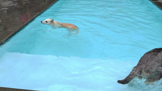 White dogs swimming in a blue pool while a husky watches, adorable pet moments, playing outdoors with dogs, summer lifestyle footage.