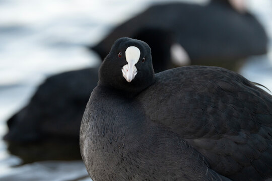 Eurasian coot, funny looking bird, Fulica atra