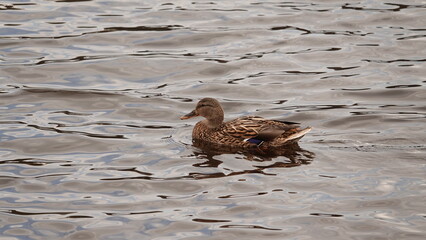 Dzikie kaczki na wodzie © tomo81