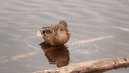 Dzikie kaczki na wodzie © tomo81