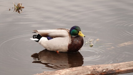 Kolorowy kaczor stojący w wodzie © tomo81