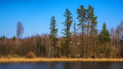 Zbiornik wodny Wyżary, Puszcza Knyszyńska, Podlasie, Polska © podlaski49