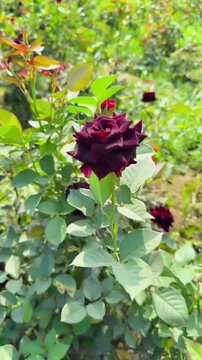 "Close-up of a Dark Maroon Rose Bush with Green Leaves in Spring"