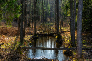 Zbiornik wodny Wyżary, Puszcza Knyszyńska, Podlasie, Polska © podlaski49
