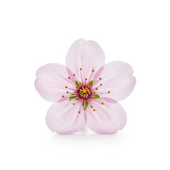 Fototapeta premium Delicate pink cherry blossom flower isolated on white background 7.