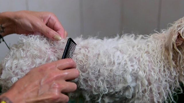 extremely tangled white dog fur being painfully brushed with a basic black comb. Concept of poor grooming results, anti-advertising home tools and need for professional pet care products.