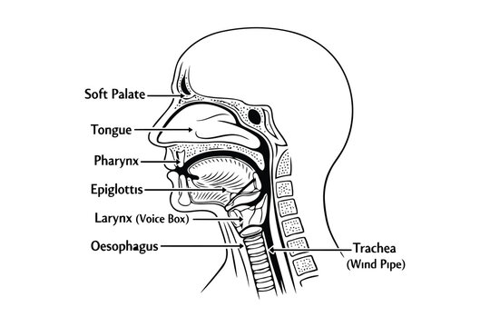 Anatomical diagram of the human throat and upper respiratory system components Vector