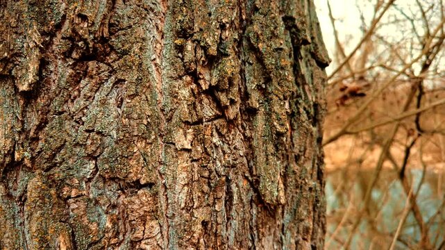 Tree Bark with Lichen. Rough Surface of Old Pine Trunk in Forest. Wood Biology Study