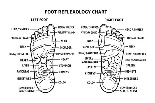 Foot reflexology chart showing body parts linked to foot zones for therapeutic massage Vector