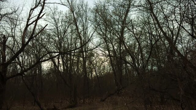 Silhouette Of Bare Trees In Forest At Dusk. Melancholic Atmosphere In Wilderness