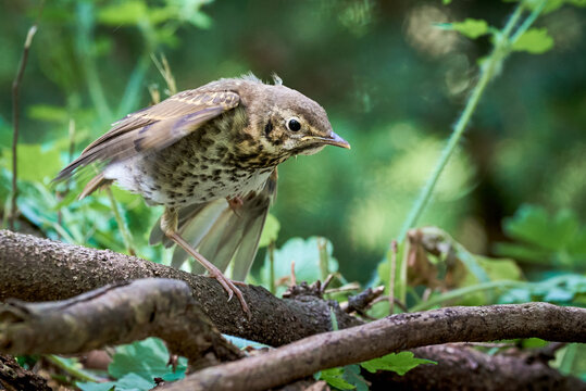 Song Thrush bird juvenile close-up ( Turdus Philomelos )