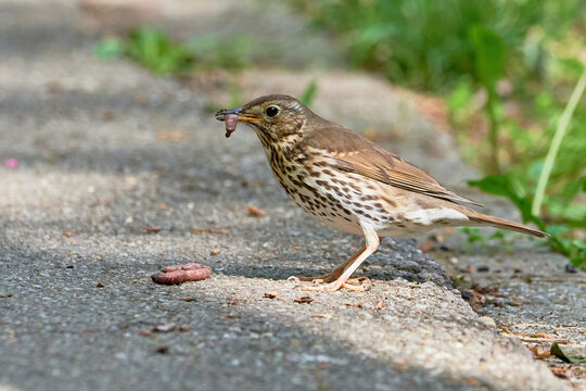 Song Thrush bird eating worms ( Turdus Philomelos )
