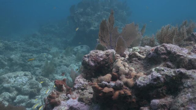 Tropical fish swimming around coral reef ecosystem