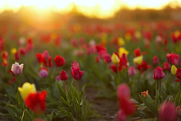 Fototapeten Tulpen Bright tulips bloom in a field bathed in soft sunlight against a sky. Field of red and yellow spring flowers in springtime  © Isabella Marlen