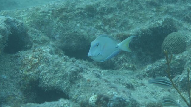 Blue tang surgeonfish Acanthurus coeruleus swimming on a coral reef