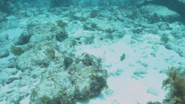 Two doctorfish tangs Acanthurus chirurgus swimming near coral reef