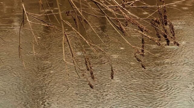 Depressing Seasonal Landscape. Cold And Dreary Outdoor Environment. Sad Mood During Rainy Weather