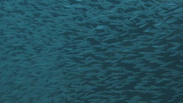 Large school of small blue fish synchronized mesmerizing pattern underwater