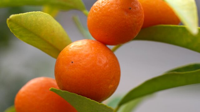 Macro shot of ripe orange kumquat fruits hanging on a green citrus tree branch, featuring vibrant colors, glossy texture, and a soft bokeh background in natural daylight
