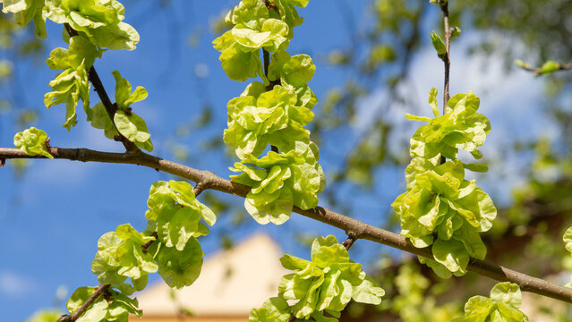 Close-up of a blooming elm branch with clusters of fresh green seeds (samaras) against a blue sky. Symbolizes spring awakening, new life, and nature's vitality. 