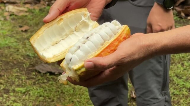 Closeup of. a Cacao Pod Being Opened