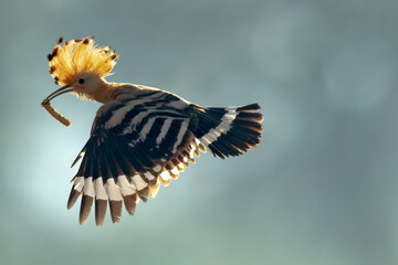 Eurasian Hoopoe with a worm © Sreekumar S