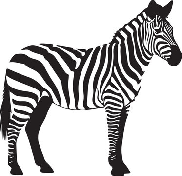 Black and white zebra standing on white background