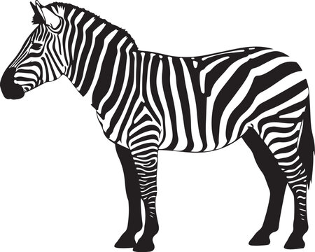 Black and white zebra standing profile view stripes