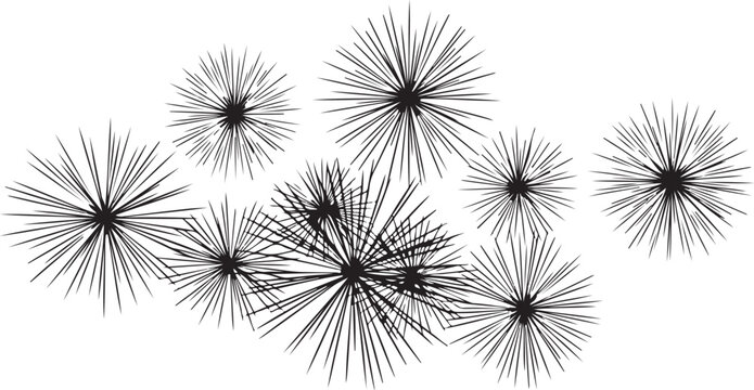 Black dandelion clock seeds on white background