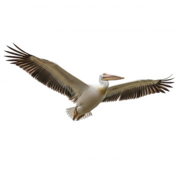 A Large White Pelican Soaring Through The Air With Its Wings Spread Wide Open isolated on transparent background